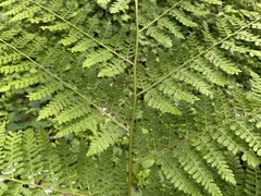 Dennstaedtia bipinnata