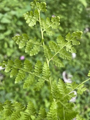 Dennstaedtia bipinnata
