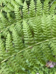Dennstaedtia bipinnata
