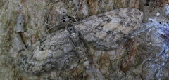 Eupithecia lariciata
