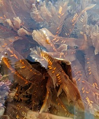 Aglaophenia struthionides