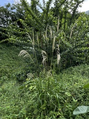 Digitaria insularis