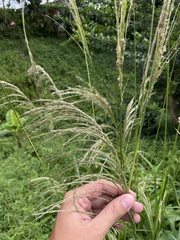 Digitaria insularis