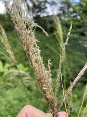 Digitaria insularis