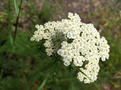Achillea setacea