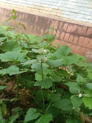 Lamium album