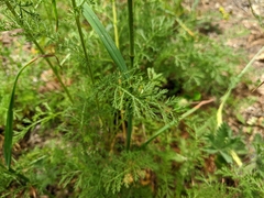 Achillea setacea