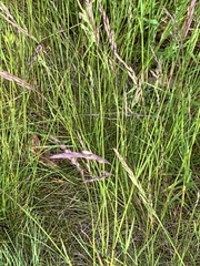 Festuca rubra rubra