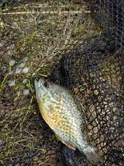 Lepomis gibbosus × cyanellus