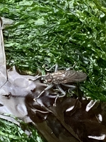 Large Shore Dung Fly