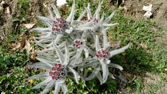 Cynoglossum magellense