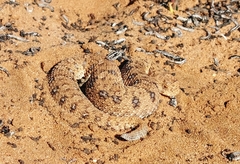 Bitis schneideri