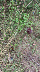 Sanguisorba officinalis
