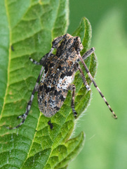 Mesosa nebulosa