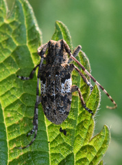 Mesosa nebulosa