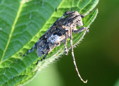 Mesosa nebulosa