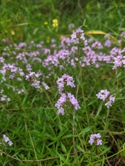 Thymus dzevanovskyi