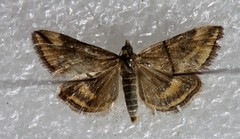 Pyrausta borealis