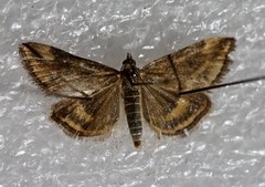 Pyrausta borealis