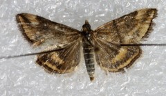 Pyrausta borealis