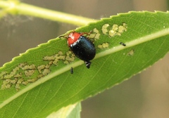 Plagiodera arizonae
