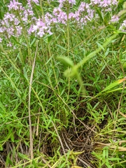 Thymus dzevanovskyi