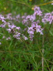 Thymus dzevanovskyi