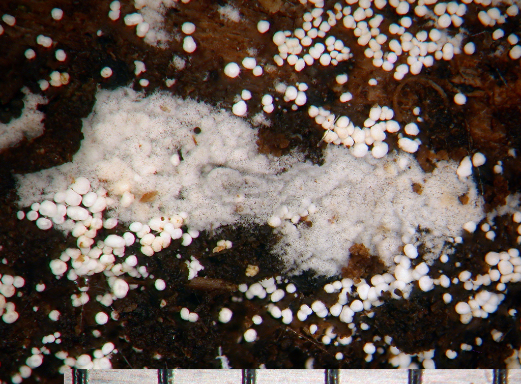 Subulicystidium