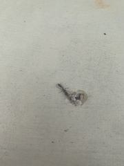 Pseudomyrmex gracilis