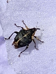Mononychus vulpeculus