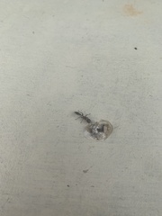 Pseudomyrmex gracilis