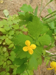 Chelidonium majus