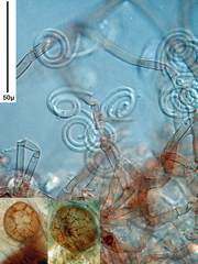 Helicomyces colligatus