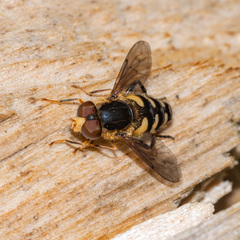 Parhelophilus flavifacies