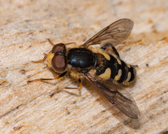 Parhelophilus flavifacies