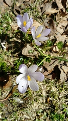 Crocus neapolitanus