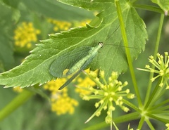 Chrysopa oculata