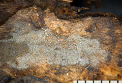 Helicomyces colligatus