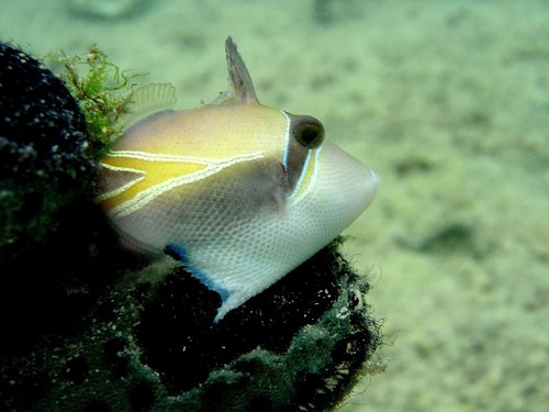 Wedge-tail triggerfish