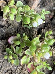 Cochlearia danica