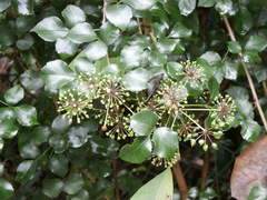 Eleutherococcus trifoliatus