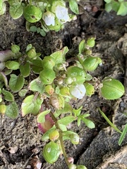 Cochlearia danica