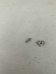 Pseudomyrmex gracilis