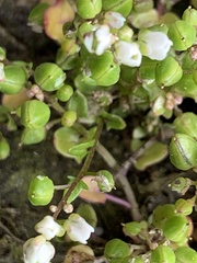 Cochlearia danica