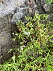 Cochlearia danica