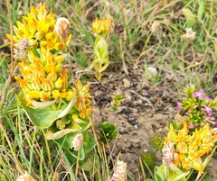 Blackstonia perfoliata