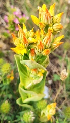 Blackstonia perfoliata