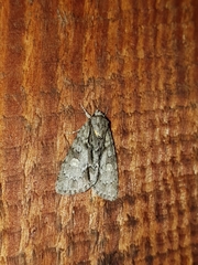 Acronicta strigosa