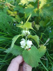 Lamium album