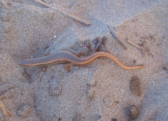 Oligosoma smithi